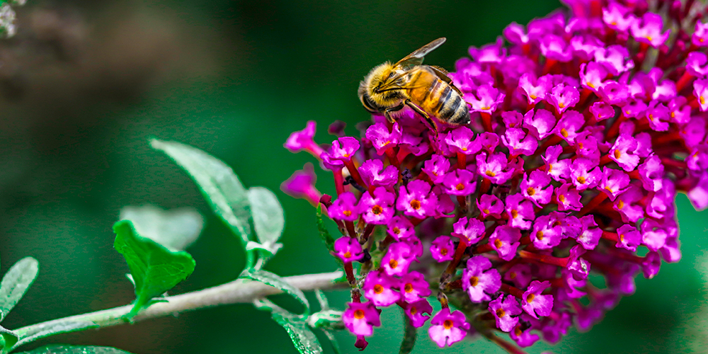 Texans Can Spruce Up Lawns with Native Plants