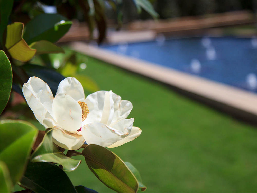 Magnolia blooms